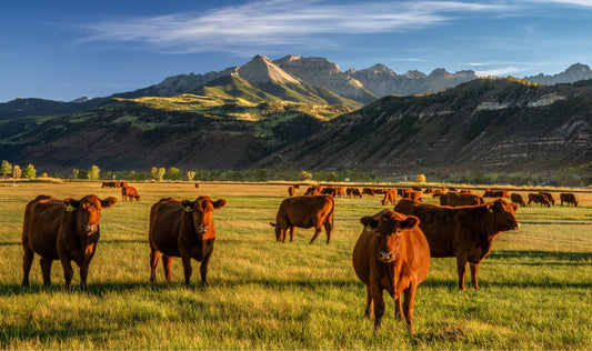 Why Grass-Fed Meat is Better: A Comprehensive Guide